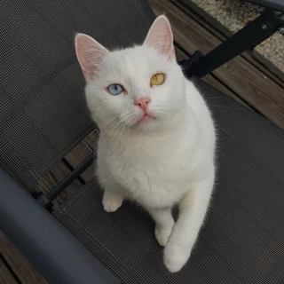 Olli - TheFunnyDeafCat