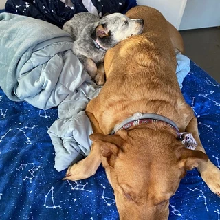 Sarabi&Simba