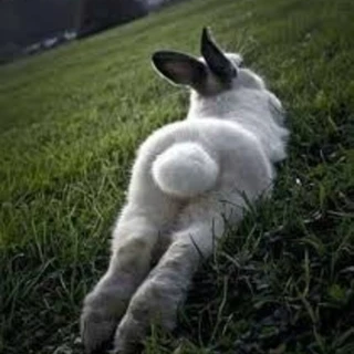 White Bunny PR