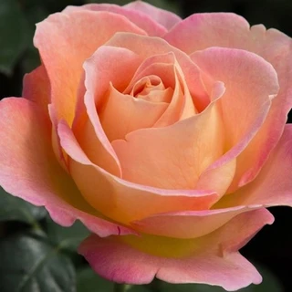 Rose🌹