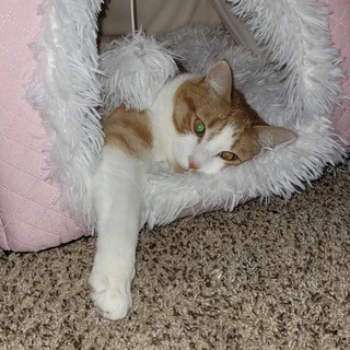 Zeus Lightning 🐱
